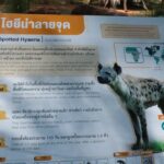 เปิดบ้านหลังใหม่ 'ไฮยีน่าลายจุด' ชวนชมบน SKY WALK เผชิญหน้านักล่าจอมเจ้าเล่ห์