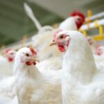 ไก่ไทย มาตรฐานระดับโลก สู่นวัตกรรมอาหารมาตรฐานอวกาศ
