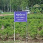 กรมส่งเสริมการเกษตรแนะ 7 เทคนิคการปลูกและดูแลรักษาพืชผักในฤดูฝน 