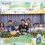 "พาณิชย์" ดึงผู้ประกอบการซื้อสับปะรดเชียงราย 16,500 ตัน