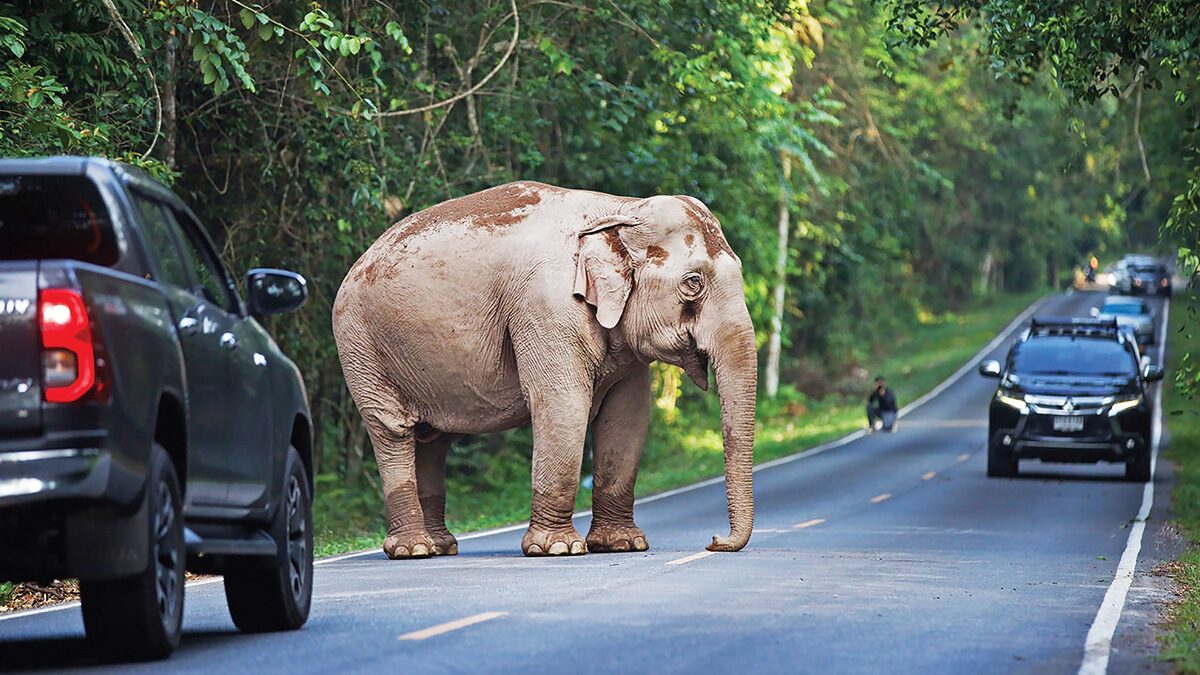 อลหม่าน-ช้างป่าเขาใหญ่โผล่เดินถนนปรี่เข้าหารถนักท่องเที่ยว ใส่เกียร์ถอย ...