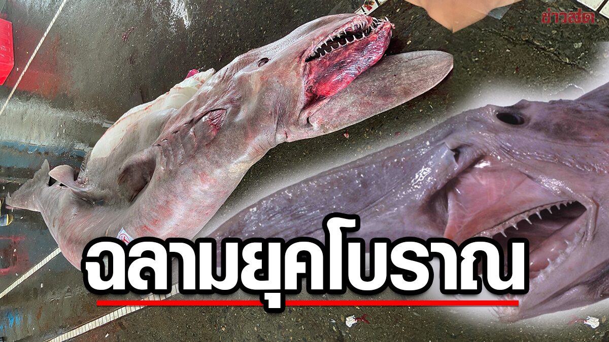 Amazed! Meeting the goblin shark A prehistoric deep sea shark weighs