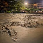 เฮทั้งจังหวัด เต่ามะเฟืองวางไข่ หาดกะรน ในรอบ 20 ปี เตรียมเคลื่อนย้ายไข่-ฟักศูนย์ฯ
