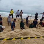 เฮทั้งจังหวัด เต่ามะเฟืองวางไข่ หาดกะรน ในรอบ 20 ปี เตรียมเคลื่อนย้ายไข่-ฟักศูนย์ฯ