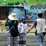 สวนสัตว์เปิดเขาเขียว อวดโฉม สมาชิกใหม่ ลูกหนูยักษ์ คาปิบาร่า สุดน่ารัก 3 ตัว