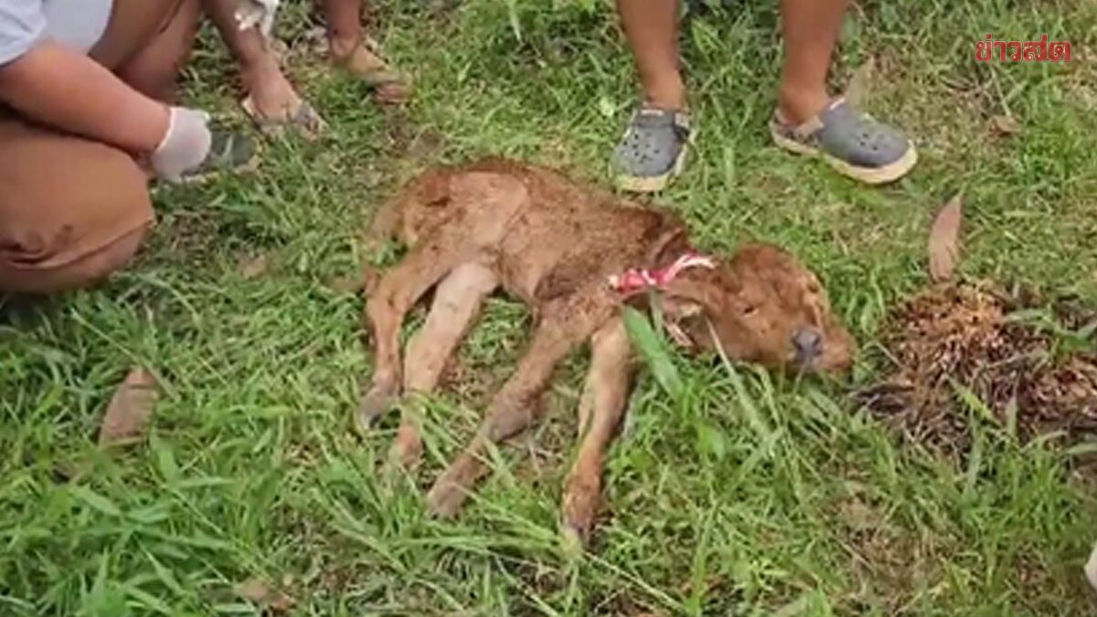 ฮือฮา ลูกวัวประหลาด เกิดมามี 2หัว 2ปาก 4ตา 2หู 4ขา แห่ตีเลขเด็ด