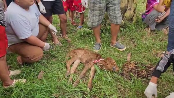 ฮือฮา ลูกวัวประหลาด เกิดออกมามี 2 หัว 2 ปาก 4 ตา 2 หู 4 ขา เจ้าของ เผย แม่วัวแก่อายุ 16 ปี 6 เดือน