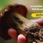ความลับที่สร้างความสมบูรณ์ให้กับพืชและสิ่งแวดล้อม 
