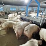 “เนตรบุญฟาร์ม” ใช้ Smart Farm ยกระดับการเลี้ยงหมู