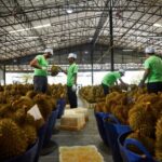 แชร์ไอเดียมือหนึ่งส่งออกผลไม้ "จีน-อินโด" ตลาดใหญ่กำลังซื้อมหาศาล