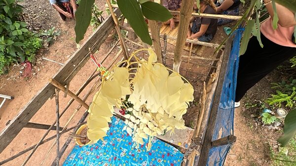 แห่กราบไหว้ ต้นคูณ สีเหลืองทองทั้งก้านและใบ ฮือฮา เห็นเลขเด็ดชัด เผย งวดที่แล้วให้ 3 ตัวตรงๆ