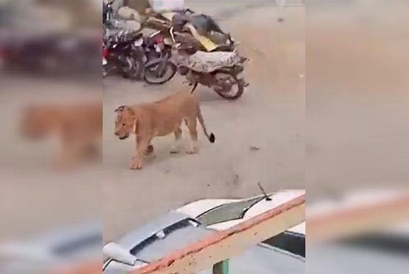 ปากีสถานแตกตื่น “สิงโต” หลุดจากรถ-เดินชิลบนถนนนาน 2 ชั่วโมงก่อนถูกจับ