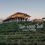 "ไร่ชา 1000 ไมล์" จุดเช็คอินแห่งใหม่ ไร่ชา-คาเฟ่ กลางหุบเขา ณ กงหรา พัทลุง
