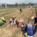 กรมวิชาการเกษตรผลิตหัวพันธุ์ "มันฝรั่ง"ปลอดโรคทดแทนนำเข้า 