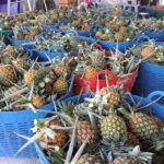 แปลงใหญ่บ้านบึงจ.ราชบุรีโชว์ไอเดียใช้ทุกส่วนสับปะรดแปลงรายได้