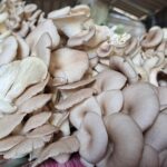 กรมส่งเสริมการเกษตรหนุนแปลงใหญ่เห็ดนางฟ้าปากช่อง จ.ราชบุรี