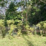 “กรมวิชาการเกษตร” สืบสานปณิธาน อนุรักษ์พันธุ์พืชหายาก