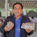 กรมส่งเสริมการเกษตรหนุนแปลงใหญ่เห็ดนางฟ้าปากช่อง จ.ราชบุรี