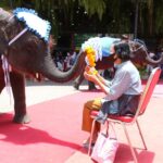 สวนนงนุชพัทยา จัดกิจกรรมวันแม่แห่งชาติ “12 สิงหา พาแม่เที่ยวฟรี”