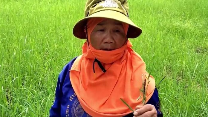 ถอนหญ้า