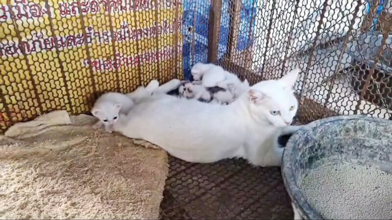 แมวขาวมณีตาสองสี ออกลูก 6 ตัวตาสีฟ้า พะเยาฮือฮา! พญาแมว แมวตาเพชรตาสองสี