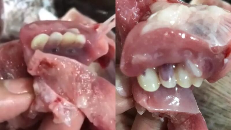ปลามีฟัน