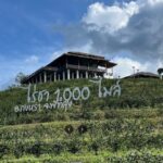 "ไร่ชา 1000 ไมล์" จุดเช็คอินแห่งใหม่ ไร่ชา-คาเฟ่ กลางหุบเขา ณ กงหรา พัทลุง