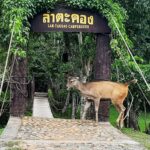 นักท่องเที่ยวเฮ อุทยานฯเขาใหญ่ เตรียมเปิดจุดท่องเที่ยว น้ำตกเหวนรก-ผาเดียวดาย