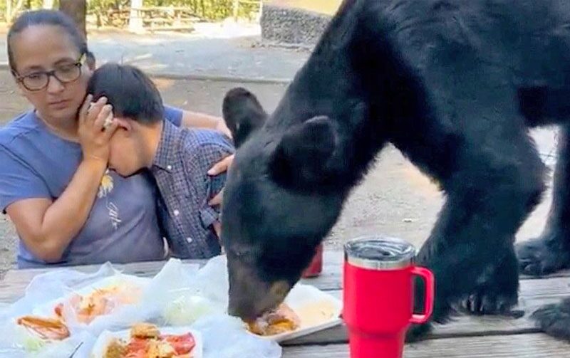 ครอบครัวตะลึง “หมีดำ” โผล่ร่วมโต๊ะปิกนิก เขมือบเอนชิลาดา-ทาโกจนเกลี้ยง
