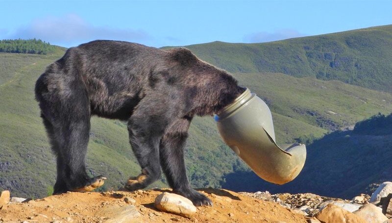 รุดช่วย “หมีผอมโซ” หัวติดแหง็กในกระบอกพลาสติก เดินโซเซสะดุดหิน-น่าสงสาร