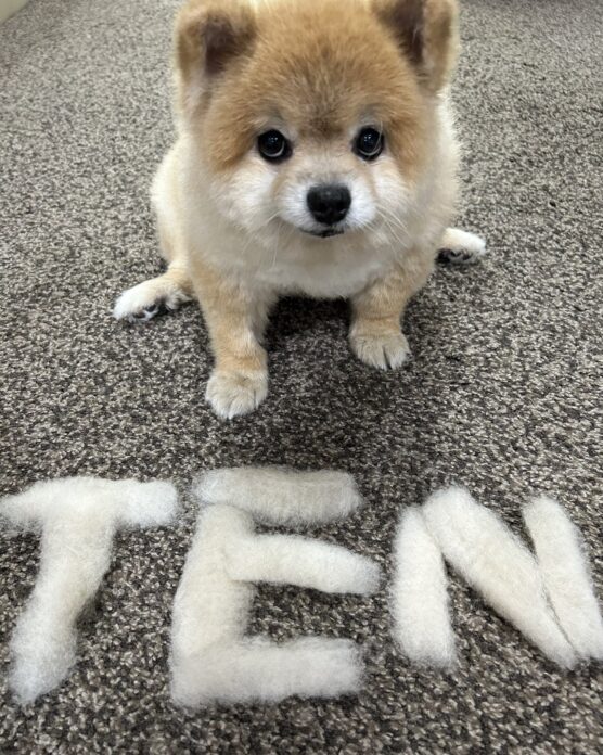 ขนสุนัขเรียงเป็นตัวอักษร TEN