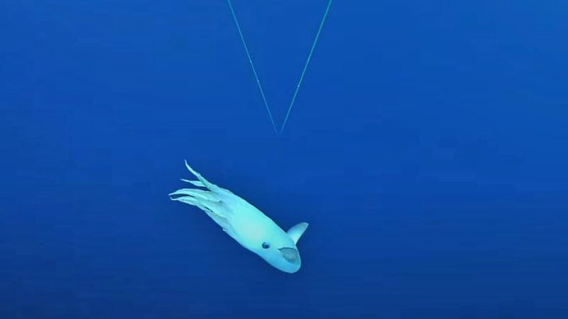 ไลฟ์สตรีมเจอ “หมึกดัมโบ้” สัตว์หายาก อวดโฉมว่ายน้ำใต้ทะเลลึกกว่า 2,600 เมตร