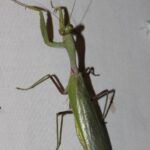 ‘Bugs Wonder’ ไขความลับแมลงตัวจิ๋ว ผู้คอยช่วยระบบนิเวศโลก