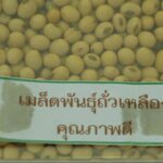 ไทยแถวหน้าผู้ผลิตเมล็ดพันธุ์พืชคุณภาพสูงของโลก เพิ่มผลผลผลิต-รายได้เกษตรกร  ดันส่งออกกว่าหมื่นล้าน/ปี