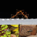 ‘Bugs Wonder’ ไขความลับแมลงตัวจิ๋ว ผู้คอยช่วยระบบนิเวศโลก