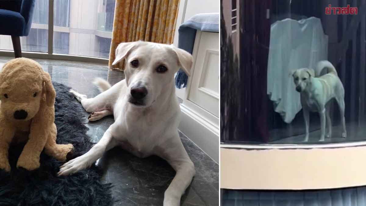 เผยประวัติ น้องดิ๊กกี้ หมาสุดน่ารัก โผล่อยู่คอนโดหรู ความหลังแสนรันทด - ข่าวสด เผยประวัติ น้องดิ๊กกี้ หมาสุดน่ารัก โผล่อยู่คอนโดหรู ความหลังแสนรันทด - ข่าวสด