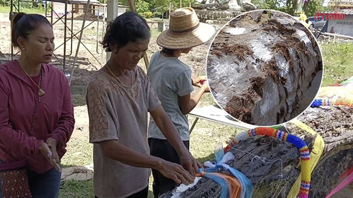เห็นชัดๆ เลขเด็ด ต้นตะเคียนยักษ์ "แม่ย่า100ปี" เจ้าอาวาส เผยฝันโยมแม่