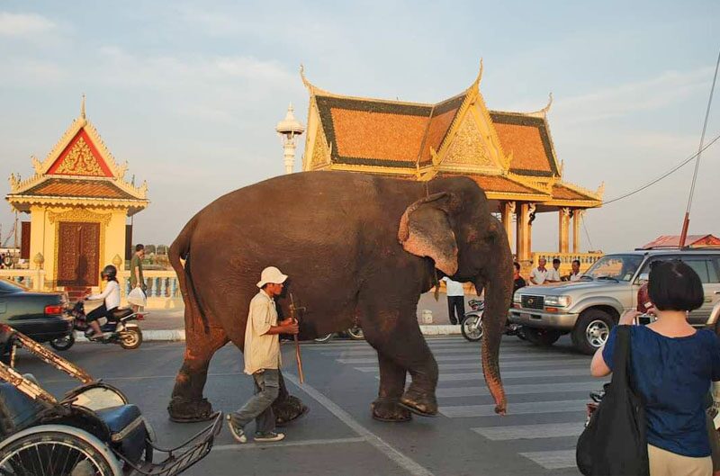 ลากลับดาวช้าง “แซมโบ” อดีตช้างพาทัวร์ชื่อดังในกัมพูชา-ตายแล้วในวัย 63 ปี