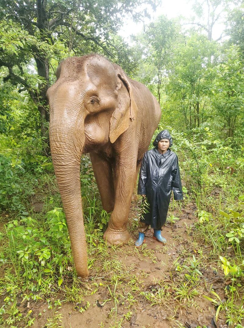 ลากลับดาวช้าง “แซมโบ” อดีตช้างพาทัวร์ชื่อดังในกัมพูชา-ตายแล้วในวัย 63 ปี