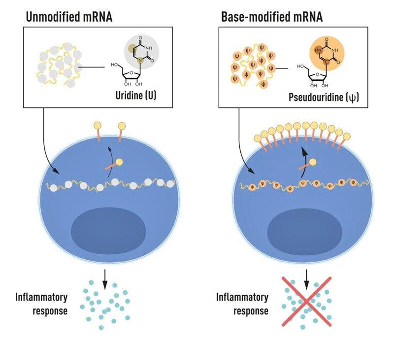 2 นักวิทย์ผู้พัฒนา “วัคซีน mRNA” ต่อสู้โควิด-19 ซิวโนเบลการแพทย์ 2023