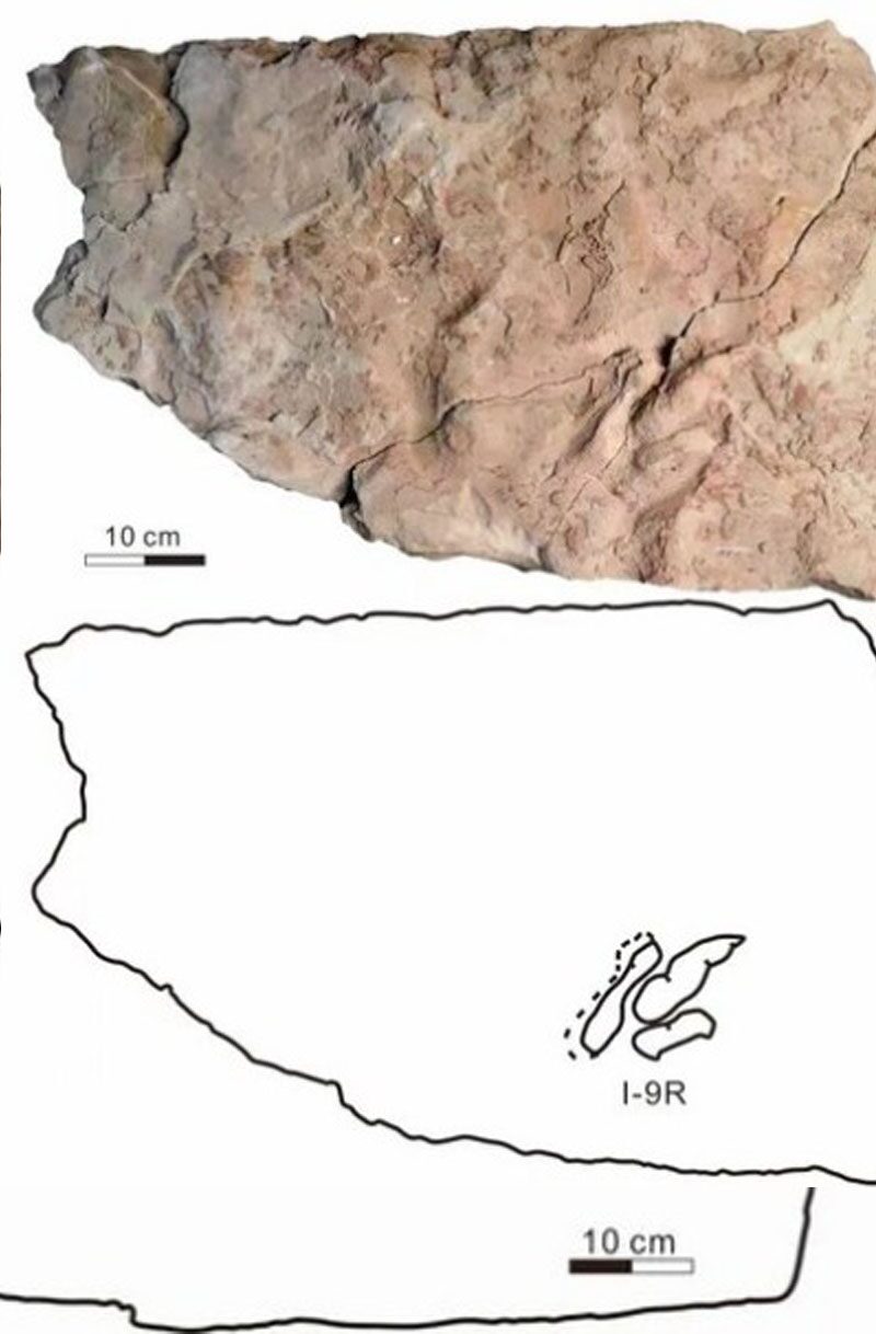 ยืนยัน “ฟอสซิลรอยเท้า” ในฮามี่เป็นของ “เทโรพอด” เคยอยู่บนโลก 120 ล้านปีก่อน