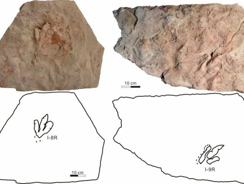 ยืนยัน “ฟอสซิลรอยเท้า” ในฮามี่เป็นของ “เทโรพอด” เคยอยู่บนโลก 120 ล้านปีก่อน