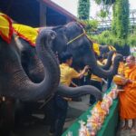 สวนนงนุช น้อมรำลึกในวันนวมินทรมหาราช  นำช้าง 9 เชือก ร่วมทำบุญตักบาตร 