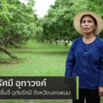 ลิ้นจี่ พันธุ์นครพนม 1 สร้างอาชีพเสริมรายได้ให้แก่เกษตรกร