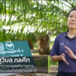 ปาล์มน้ำมันลูกผสมพันธุ์สุราษฎร์ธานี 9 เพิ่มผลผลิตและเปอร์เซ็นต์น้ำมันสูง