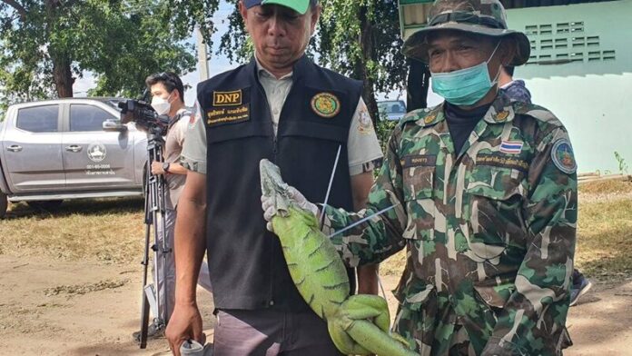 ตัวเขียว