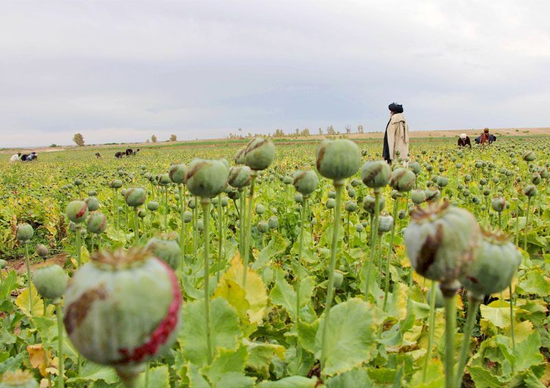 อัฟกานิสถาน “ปลูกฝิ่น” ลด 95% หลังรัฐบาลตาลิบันแบน-รายได้หาย 3.5 หมื่นล้าน