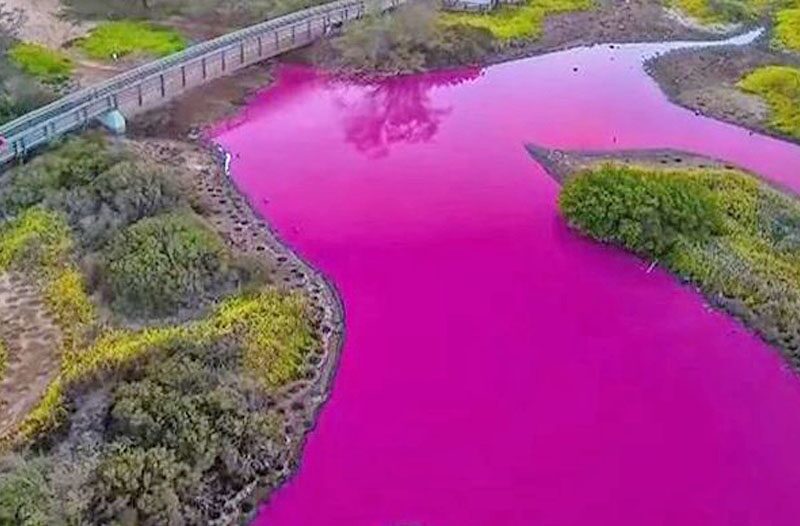 ฮือฮา “หนองน้ำสีชมพู” ในฮาวาย ชี้เป็นผลจากฮาโลแบคทีเรีย-ภัยแล้งทำน้ำเค็มขึ้น