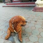 เจ้าอาวาส-ชาวบ้าน ออกตามหา สุนัขแสนรู้ แจ้งเบาะแส-ตามพบตัว มีรางวัล!