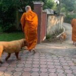เจ้าอาวาส-ชาวบ้าน ออกตามหา สุนัขแสนรู้ แจ้งเบาะแส-ตามพบตัว มีรางวัล!